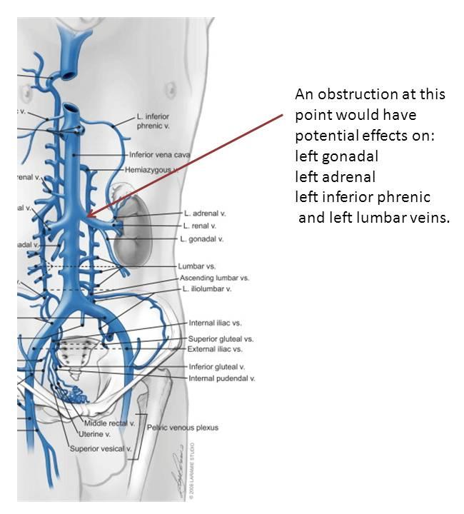 解剖学㊤㊦ Visual Anatomy 視覚解剖学